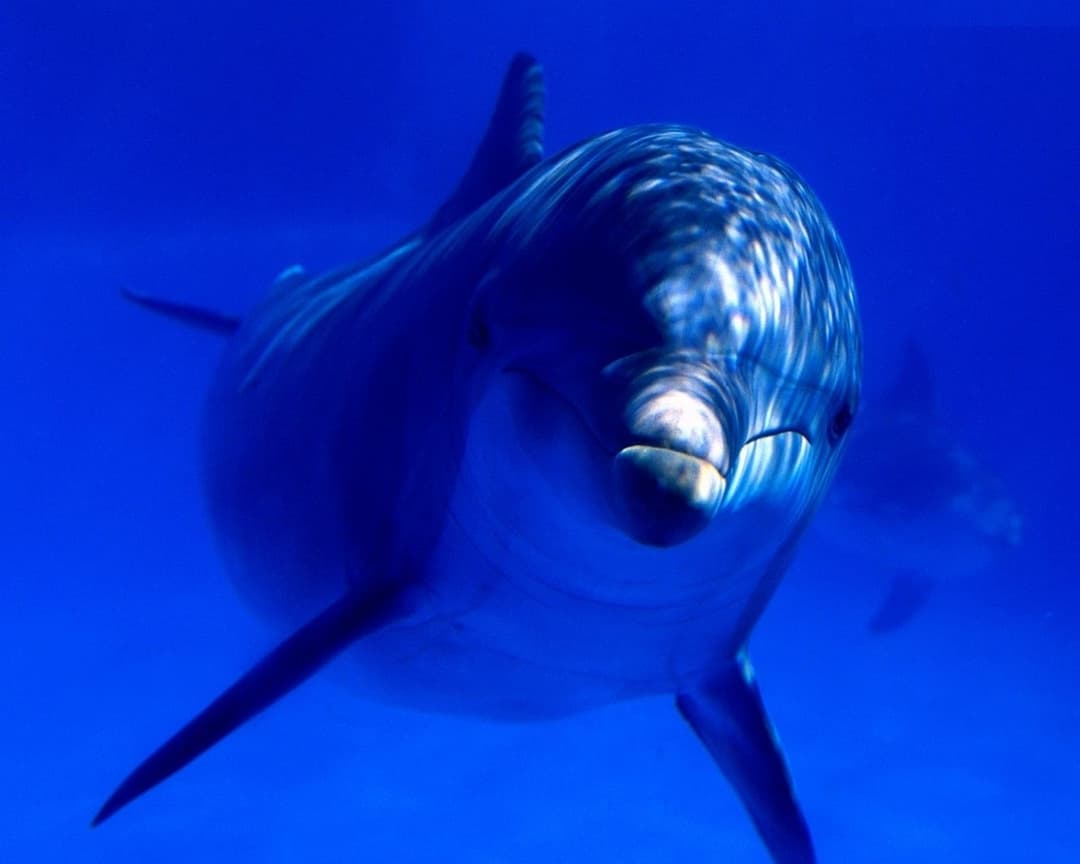 Un delfino